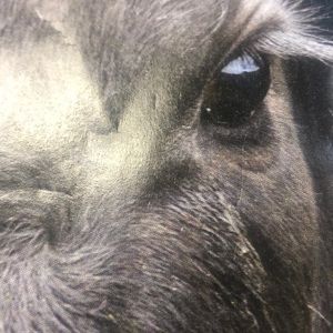 Meet your Posher, Cara